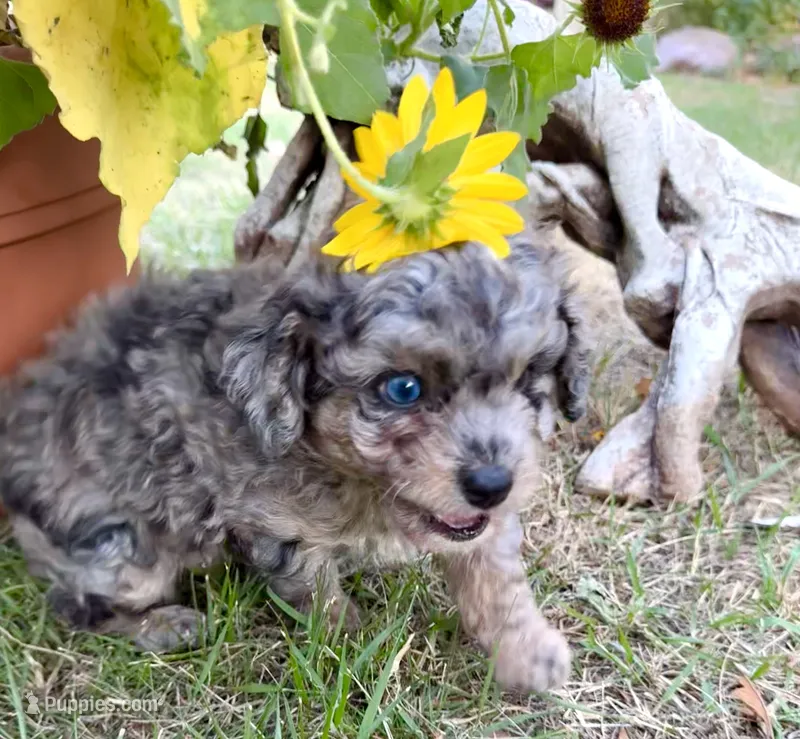 Picasso Blue Eye Toy Merle – Miniature Aussiedoodle puppy for sale in North Little Rock, AR