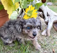 Tattoo's Picasso Toy Merle, a male Miniature Aussiedoodle for sale in North Little Rock, AR – 3 of 10