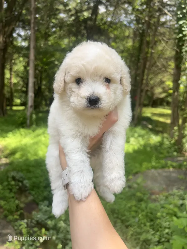 Mini Muffin – Miniature Goldendoodle puppy for sale in Murfreesboro, TN