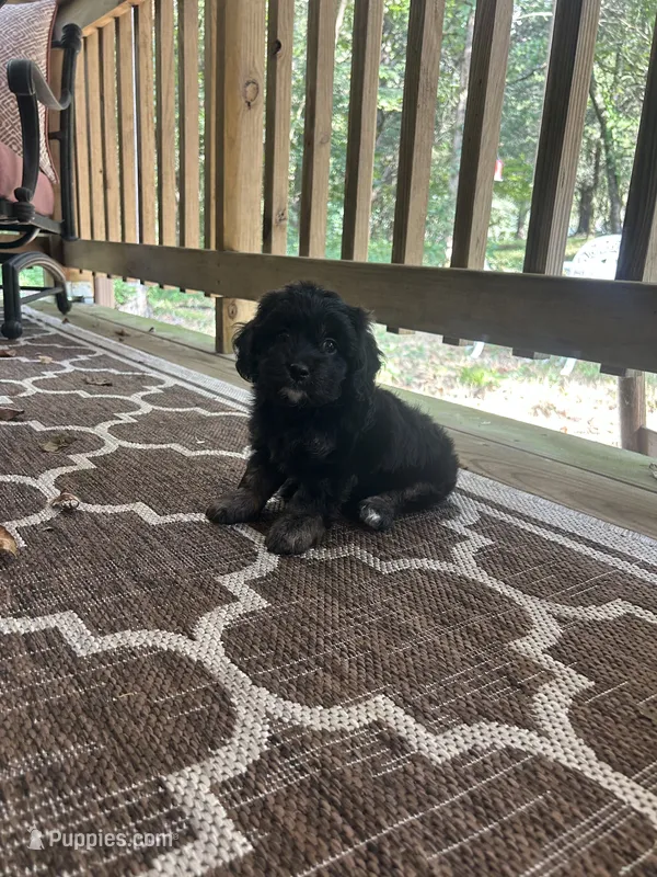Mini Dexter – Miniature Goldendoodle puppy for sale in Murfreesboro, TN
