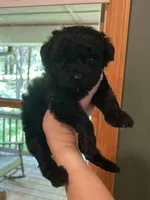 Mini Jett, a male Miniature Goldendoodle for sale in Murfreesboro, TN – 2 of 3