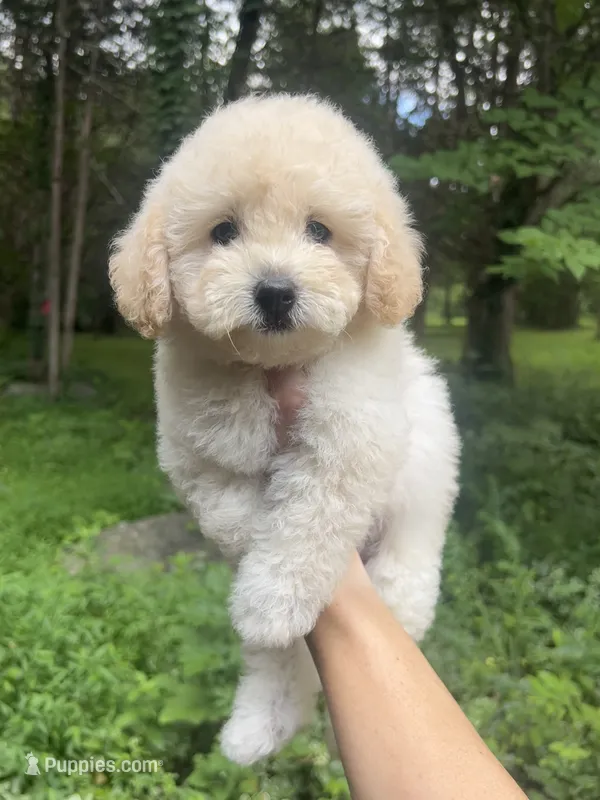 Mini Truffle – Miniature Goldendoodle puppy for sale in Murfreesboro, TN