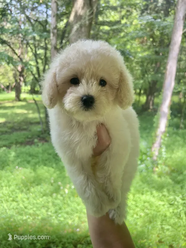 Mini Muffin – Miniature Goldendoodle puppy for sale in Murfreesboro, TN