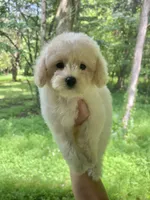 Mini Muffin, a female Miniature Goldendoodle for sale in Murfreesboro, TN – 1 of 2