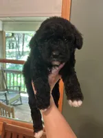 Mini Mitzi, a female Miniature Goldendoodle for sale in Murfreesboro, TN – 2 of 3