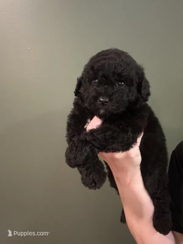 Mini Astro – Miniature Goldendoodle puppy for sale in Murfreesboro, TN