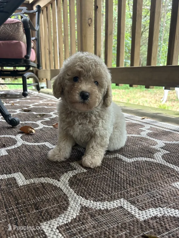Mini Dion – Miniature Goldendoodle puppy for sale in Murfreesboro, TN