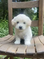 Mini Sugar, a female Miniature Goldendoodle for sale in Murfreesboro, TN – 1 of 2
