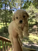 Mini Pebbles, a male Miniature Goldendoodle for sale in Murfreesboro, TN – 3 of 3