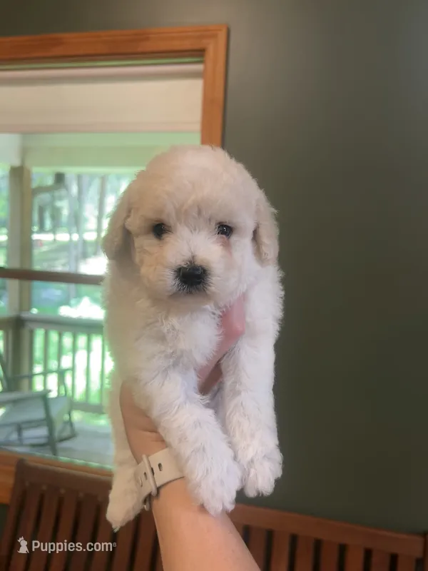Mini Muffin – Miniature Goldendoodle puppy for sale in Murfreesboro, TN