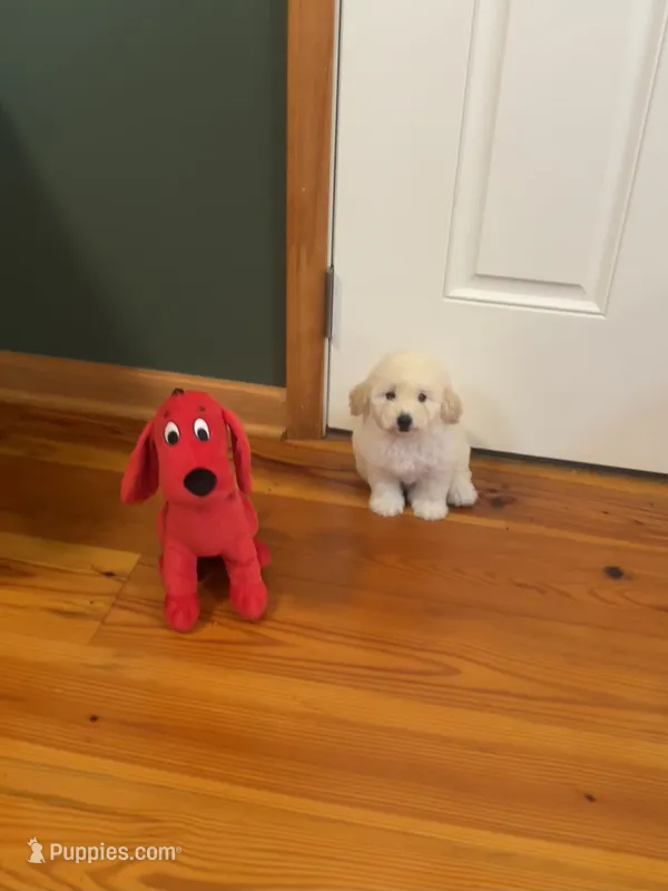 Mini Truffle – Miniature Goldendoodle puppy for sale in Murfreesboro, TN