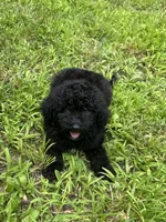 Mini Ruffles, a male Miniature Goldendoodle for sale in Murfreesboro, TN – 2 of 3
