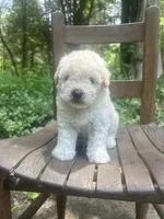 Mini Truffle, a female Miniature Goldendoodle for sale in Murfreesboro, TN – 3 of 4