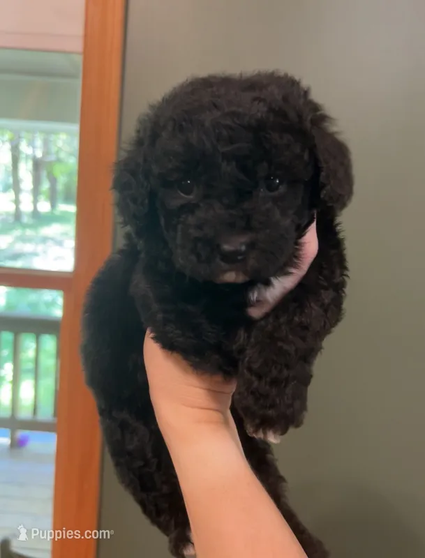 Mini Loki – Miniature Goldendoodle puppy for sale in Murfreesboro, TN