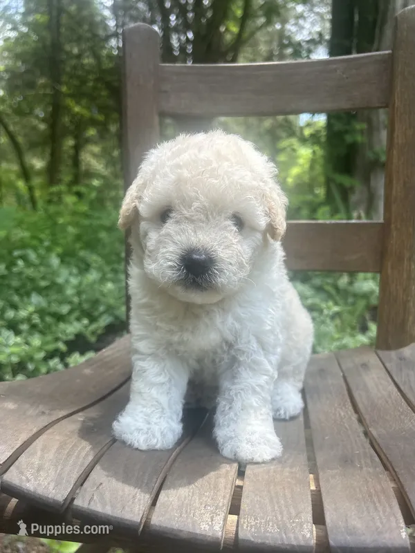 Mini Truffle – Miniature Goldendoodle puppy for sale in Murfreesboro, TN