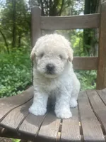 Mini Truffle, a female Miniature Goldendoodle for sale in Murfreesboro, TN – 1 of 4