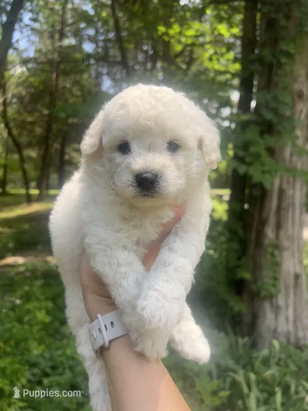 Mini Cupcake – Miniature Goldendoodle puppy for sale in Murfreesboro, TN