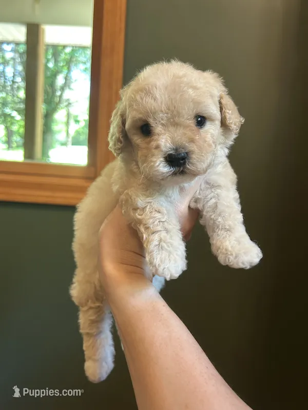 Mini Pebbles – Miniature Goldendoodle puppy for sale in Murfreesboro, TN