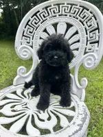 Mini Boone, a male Miniature Goldendoodle for sale in Murfreesboro, TN – 4 of 4