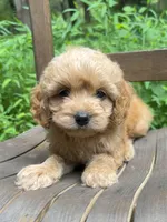 Mini Maple, a female Miniature Goldendoodle for sale in Murfreesboro, TN – 2 of 4