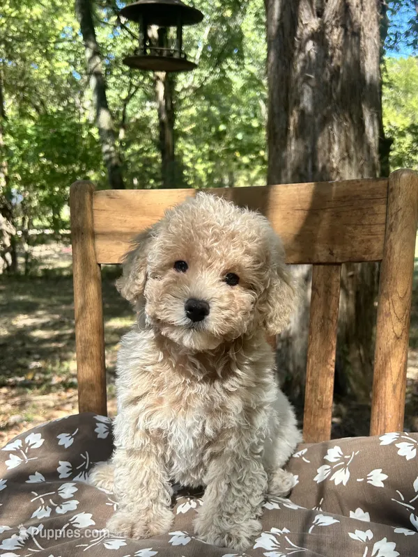 Mini Dion – Miniature Goldendoodle puppy for sale in Murfreesboro, TN