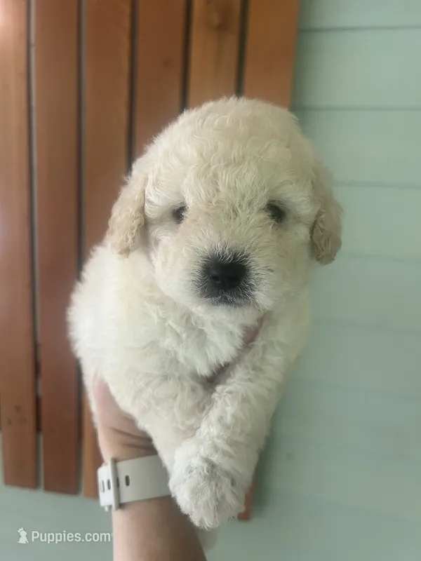 Mini Truffle – Miniature Goldendoodle puppy for sale in Murfreesboro, TN