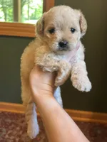 Mini Poppy, a female Miniature Goldendoodle for sale in Murfreesboro, TN – 2 of 2
