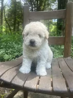 Mini Truffle, a female Miniature Goldendoodle for sale in Murfreesboro, TN – 2 of 4