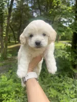 Mini Sugar, a female Miniature Goldendoodle for sale in Murfreesboro, TN – 2 of 2