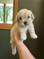 Mini Pebbles, a male Miniature Goldendoodle for sale in Murfreesboro, TN – 1 of 3