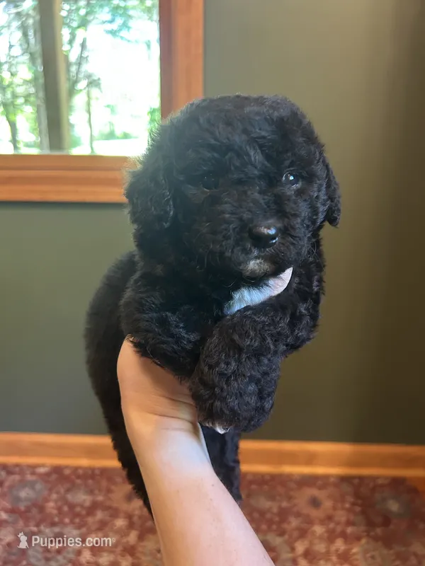 Mini Loki – Miniature Goldendoodle puppy for sale in Murfreesboro, TN
