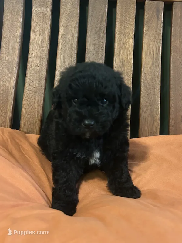 Mini Astro – Miniature Goldendoodle puppy for sale in Murfreesboro, TN