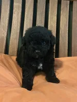 Mini Astro, a male Miniature Goldendoodle for sale in Murfreesboro, TN – 2 of 4