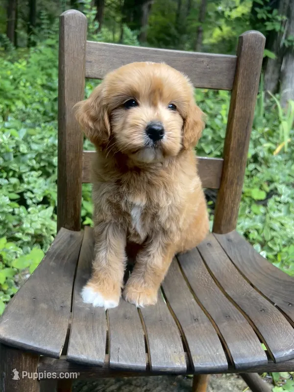Mini Rosie – Miniature Goldendoodle puppy for sale in Murfreesboro, TN