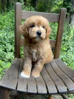 Mini Rosie, a female Miniature Goldendoodle for sale in Murfreesboro, TN – 4 of 4
