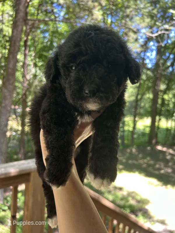 Mini Mitzi – Miniature Goldendoodle puppy for sale in Murfreesboro, TN