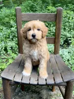Mini Rosie, a female Miniature Goldendoodle for sale in Murfreesboro, TN – 3 of 4