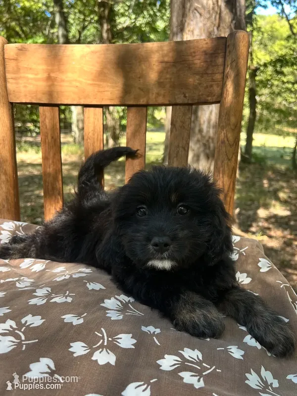 Mini Dexter – Miniature Goldendoodle puppy for sale in Murfreesboro, TN