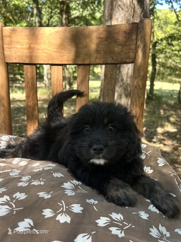Mini Dexter – Miniature Goldendoodle puppy for sale in Murfreesboro, TN