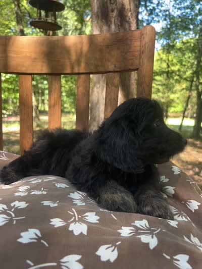 Mini Dexter, a male Miniature Goldendoodle for sale in Murfreesboro, TN – 5 of 5