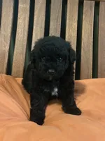 Mini Astro, a male Miniature Goldendoodle for sale in Murfreesboro, TN – 4 of 4