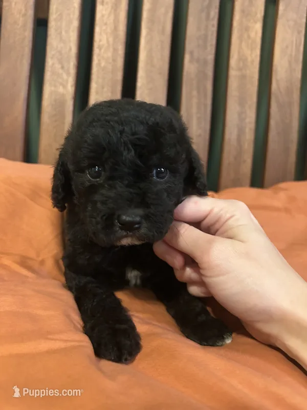 Mini Loki – Miniature Goldendoodle puppy for sale in Murfreesboro, TN