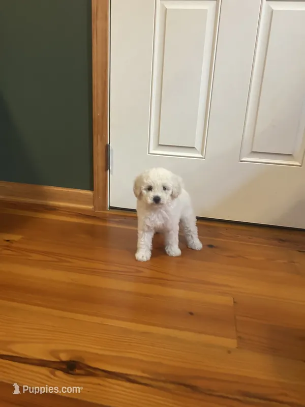 Mini Cupcake – Miniature Goldendoodle puppy for sale in Murfreesboro, TN
