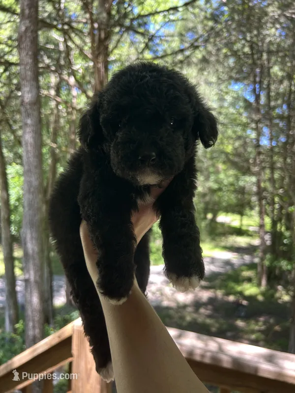 Mini Mitzi – Miniature Goldendoodle puppy for sale in Murfreesboro, TN