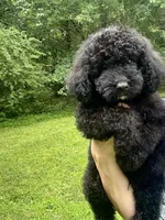 Mini Ruffles, a male Miniature Goldendoodle for sale in Murfreesboro, TN – 3 of 3