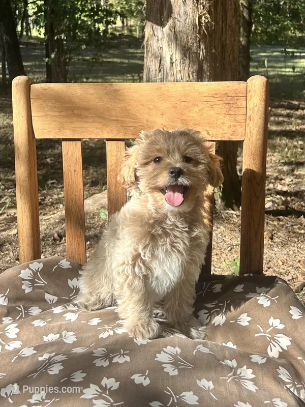 Mini Savannah – Miniature Goldendoodle puppy for sale in Murfreesboro, TN