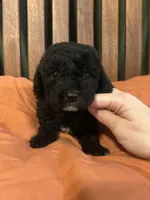 Mini Loki, a male Miniature Goldendoodle for sale in Murfreesboro, TN – 3 of 3