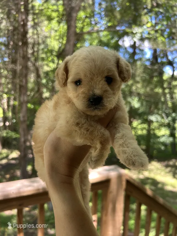 Mini Poppy – Miniature Goldendoodle puppy for sale in Murfreesboro, TN