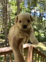 Mini Poppy, a female Miniature Goldendoodle for sale in Murfreesboro, TN – 1 of 2