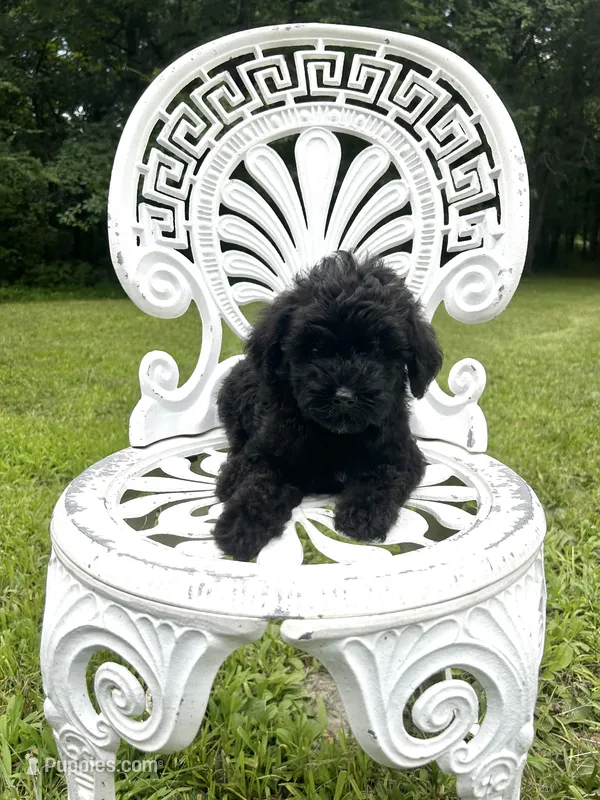 Mini Boone – Miniature Goldendoodle puppy for sale in Murfreesboro, TN